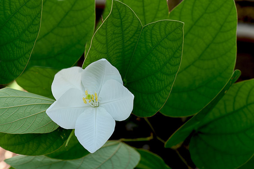 5 Seeds Bauhinia acuminata Dwarf White Orchid Tree Ornamental Seed Pack