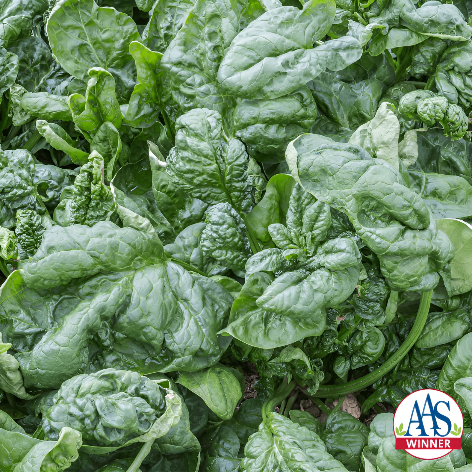 200ct Heirloom Giant Nobel Spinach Seeds – AAS Award Winner – Huge & Flavorful