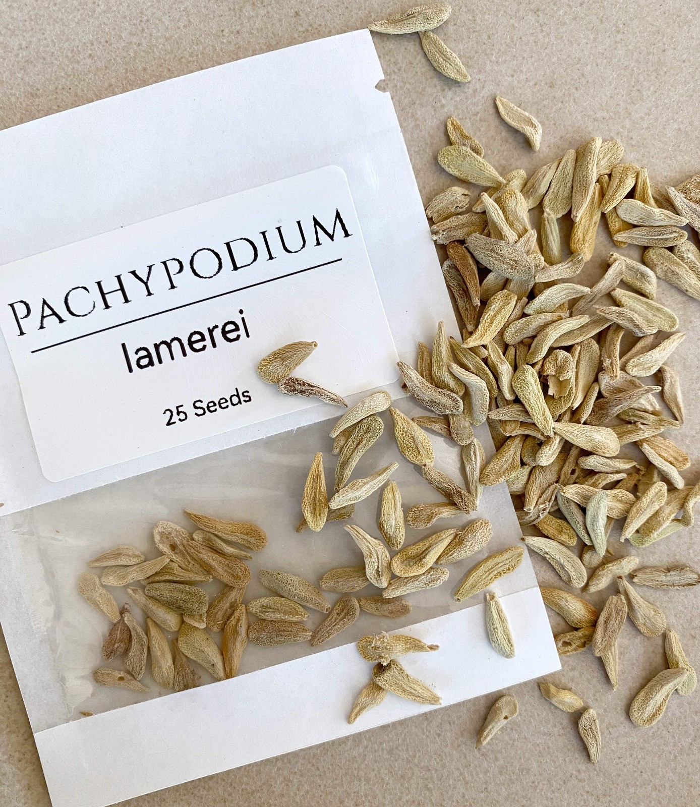 Pachypodium lamerei Seeds (Madagascar Palm) – Exotic Succulent Seeds -California