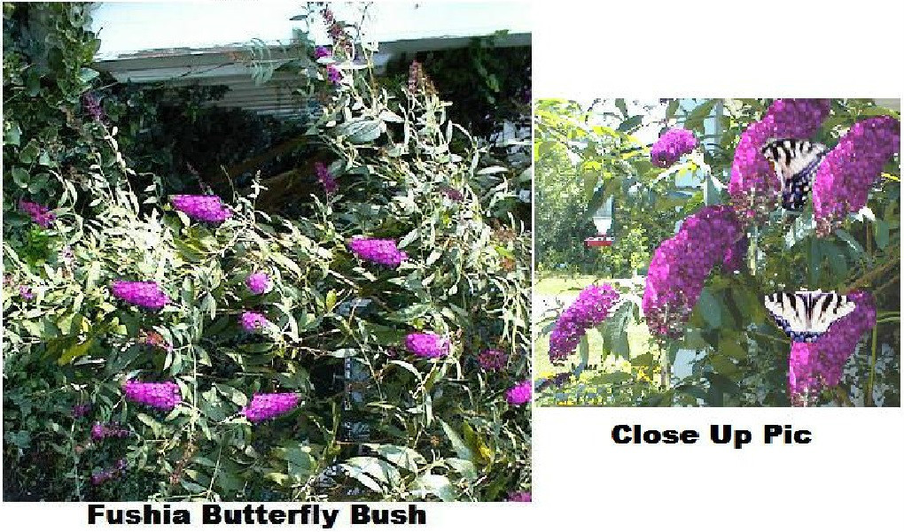Butterfly Buddleia Bushes Combo 2 Purple + 2 Fushia 200 Seeds USA Seller