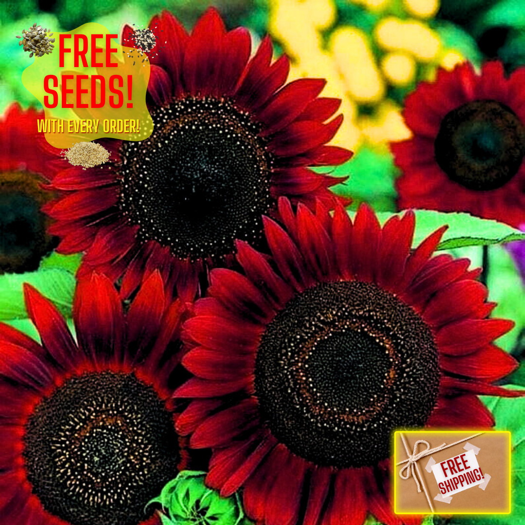Fresh Premium Red Sun Sunflower Seeds | Heirloom Non-GMO | Flower seeds
