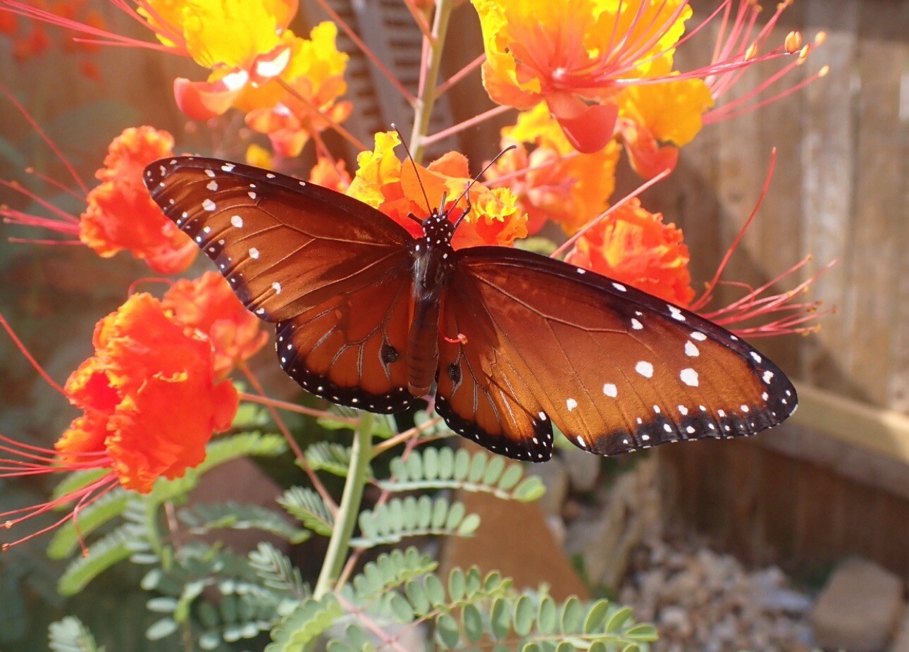 30 Total seeds Caesalpinia Pulcherrima Yellow, And Red PRIDE OF BARBADOS