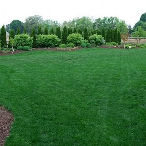 Premium Midnight Kentucky Bluegrass 1,000 Seeds