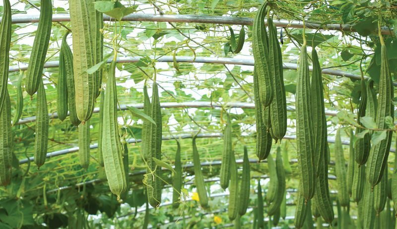 Luffa Long Gourd Seed HEIRLOOM-NON-GMO, 20 Fresh Seeds for Your Garden