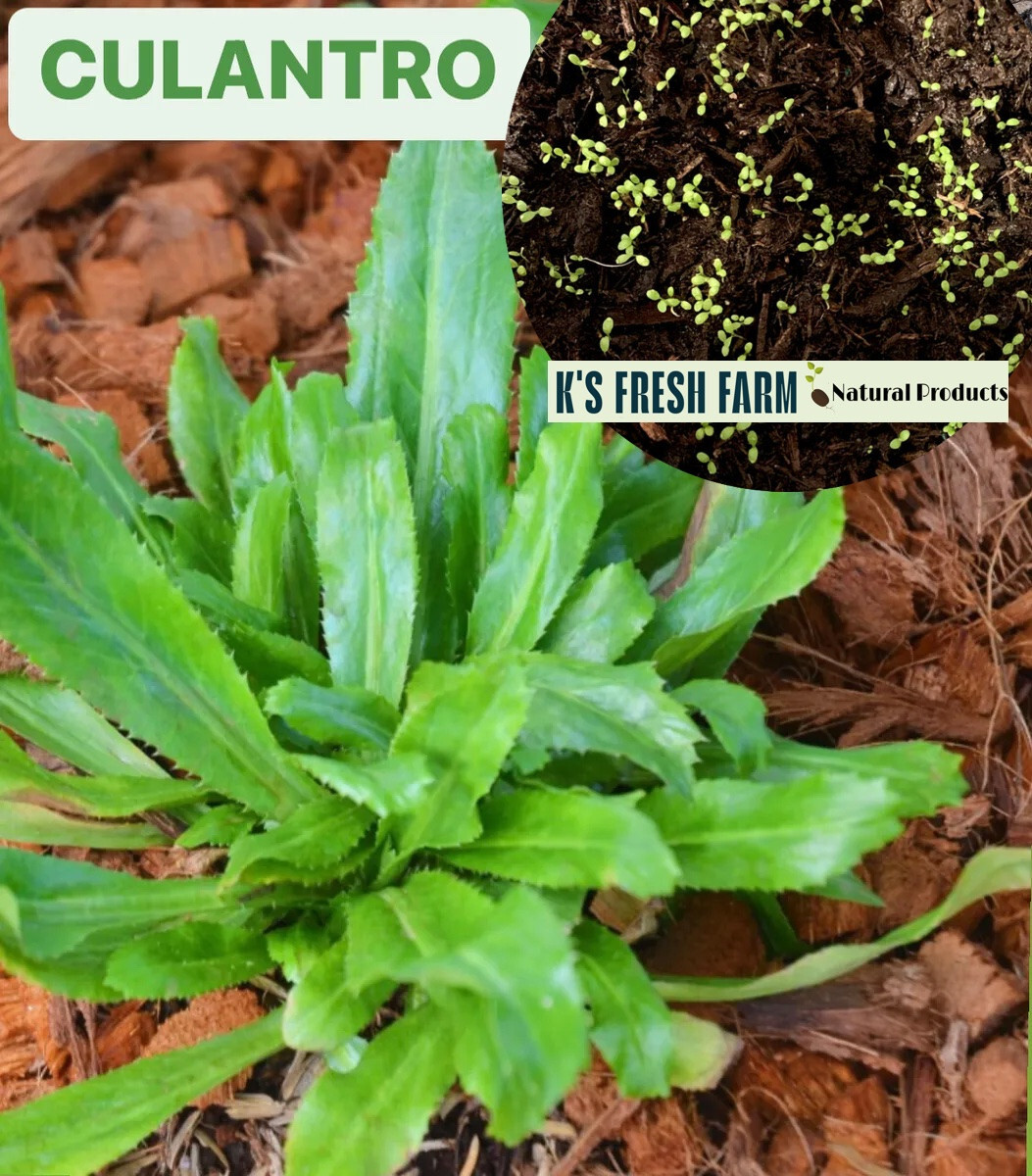 500+ CULANTRO SEEDS-NGÒ GAI-MEXICAN CORIANDER-庫蘭特羅-PUERTO RICAN-THAI PARSLEY