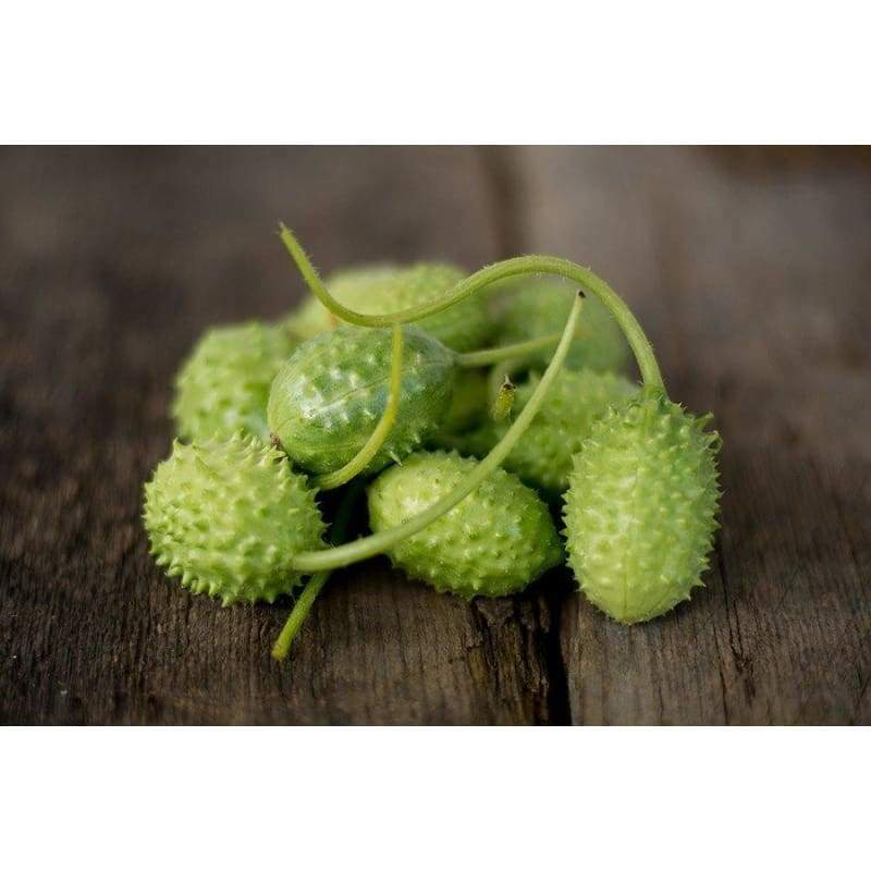 RARE✿ Heirloom West India Burr Gherkin 15 Seeds ●High Yields