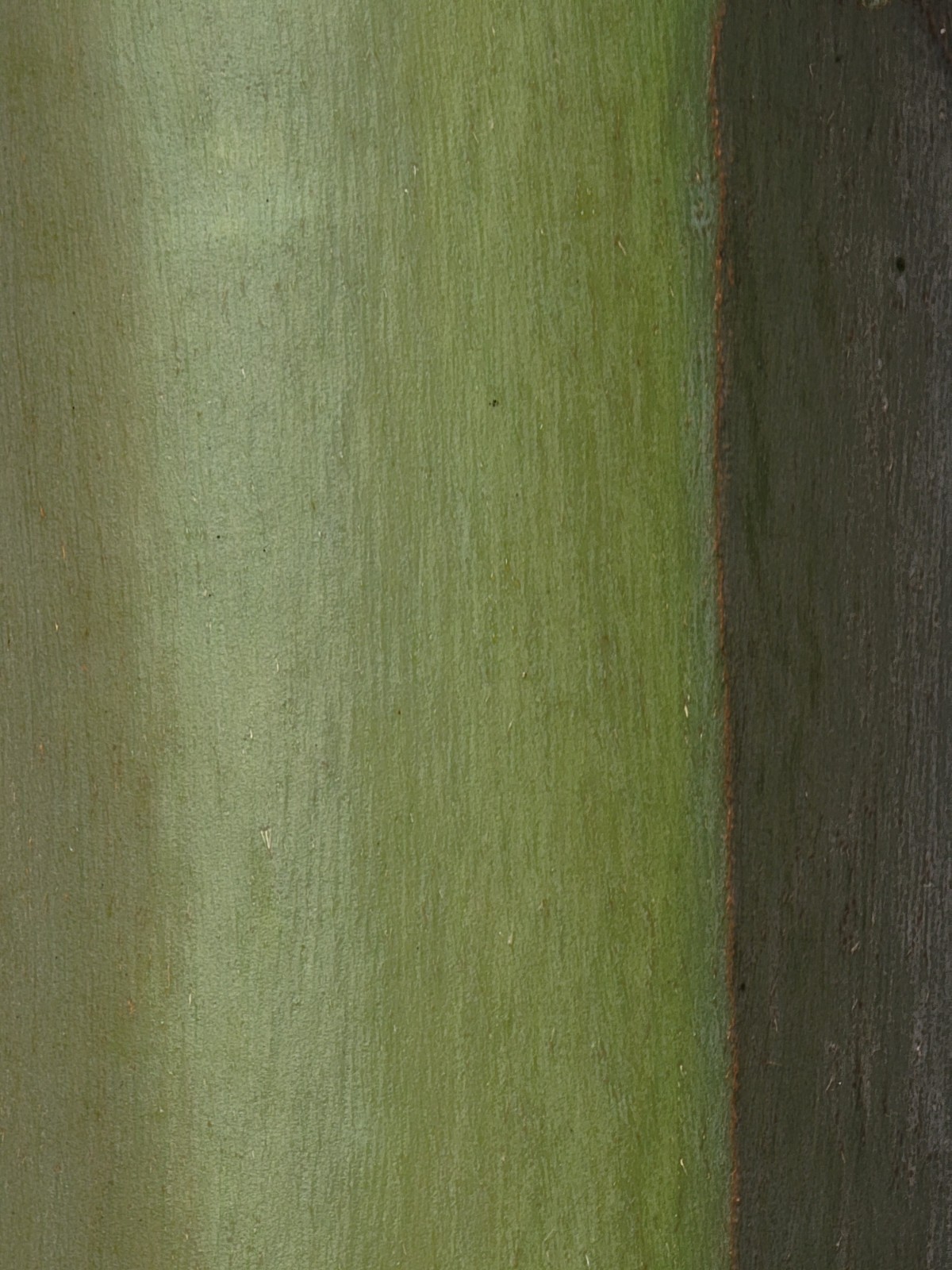 Eucalyptus regnans – Mountain Ash – Fresh Seeds – Extremely Rare in Cultivation!