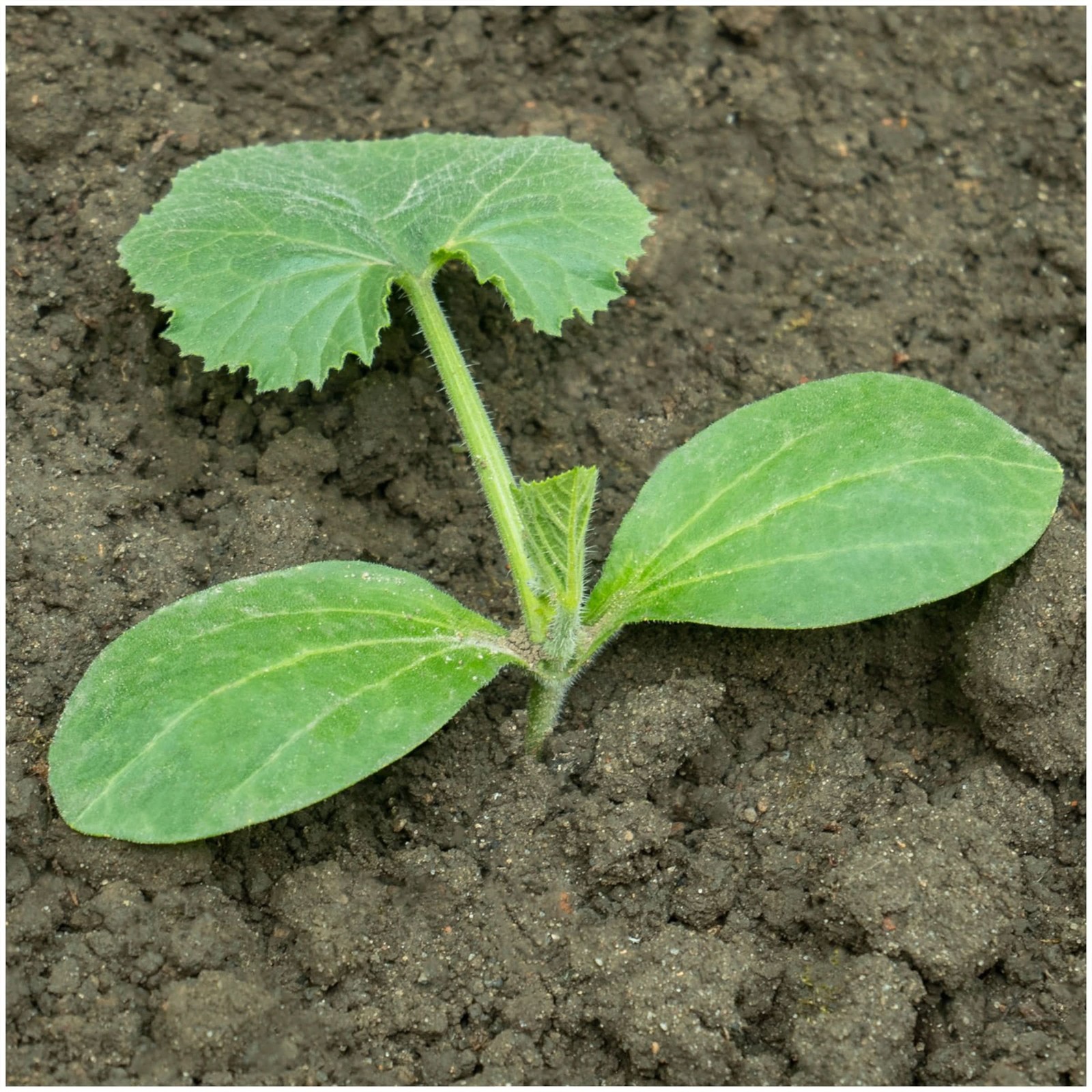Early Prolific Straightneck Summer Squash Seeds For Planting (Cucurbita pepo)