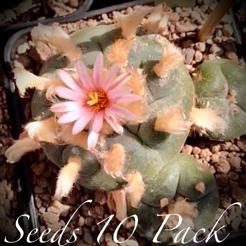 SEEDS (10pk) W Var. La Soledad X10 (Ten) US SELLER Cactus Mexico