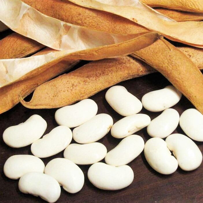 Navy Bean Seeds | For Planting Great White Northern Beans Vegetable Seed 2024