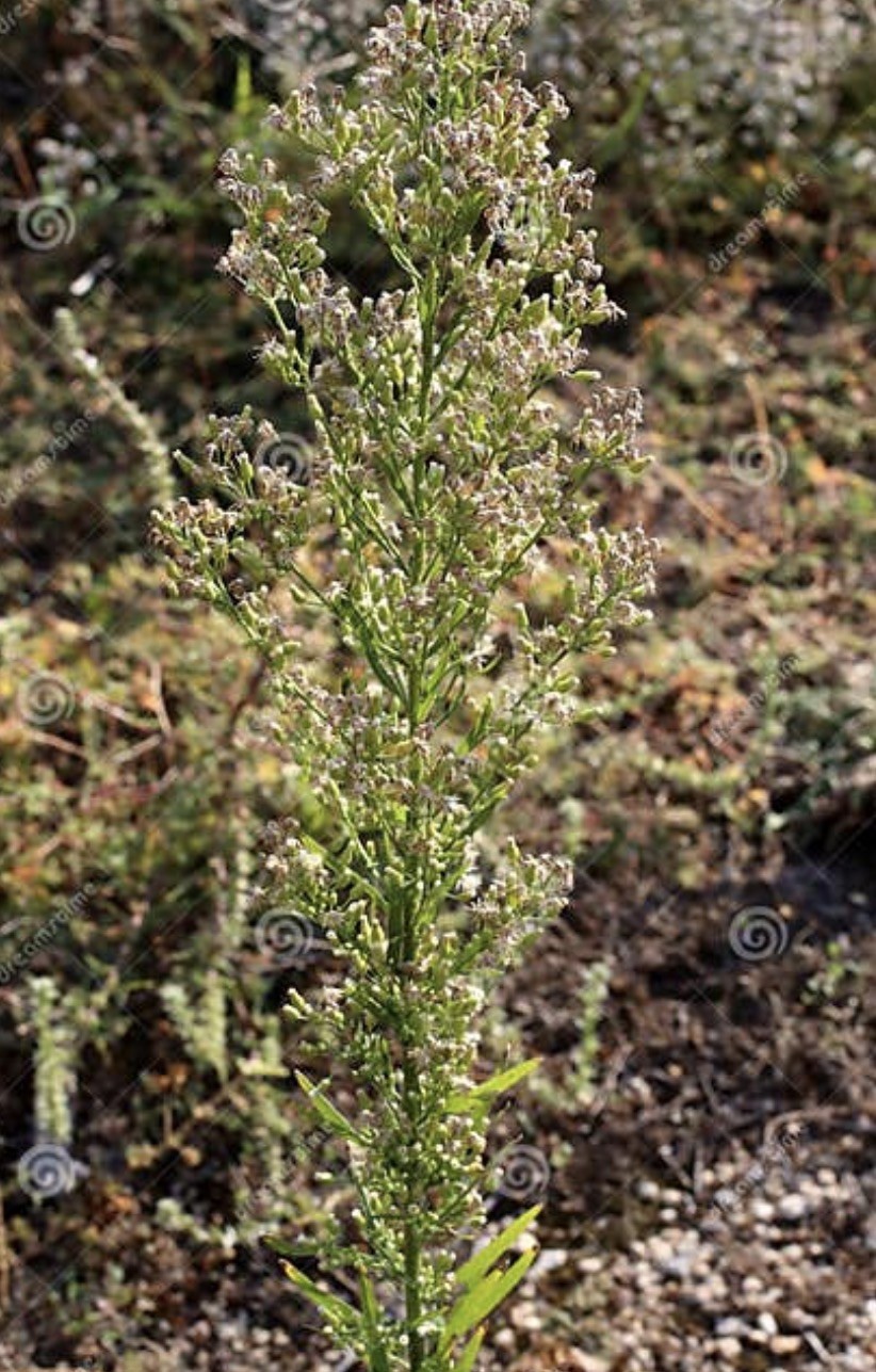 Conyza canadensis – Marestail – Native American – butterfly garden seeds