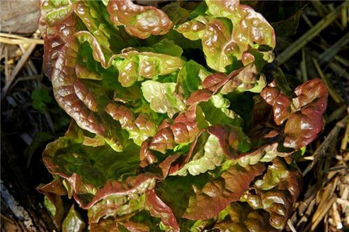 Bronze Mignonette Butterhead Lettuce Seeds, NON-GMO, Heirloom, FREE SHIPPING