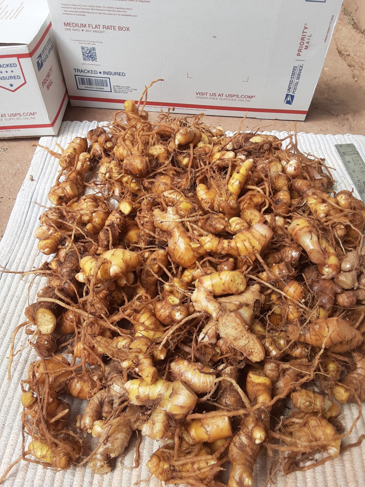 5 Shampoo Ginger Rhizomes, Zingiber Zerumbet, Pine Cone, Free Ship w/ Free Offer