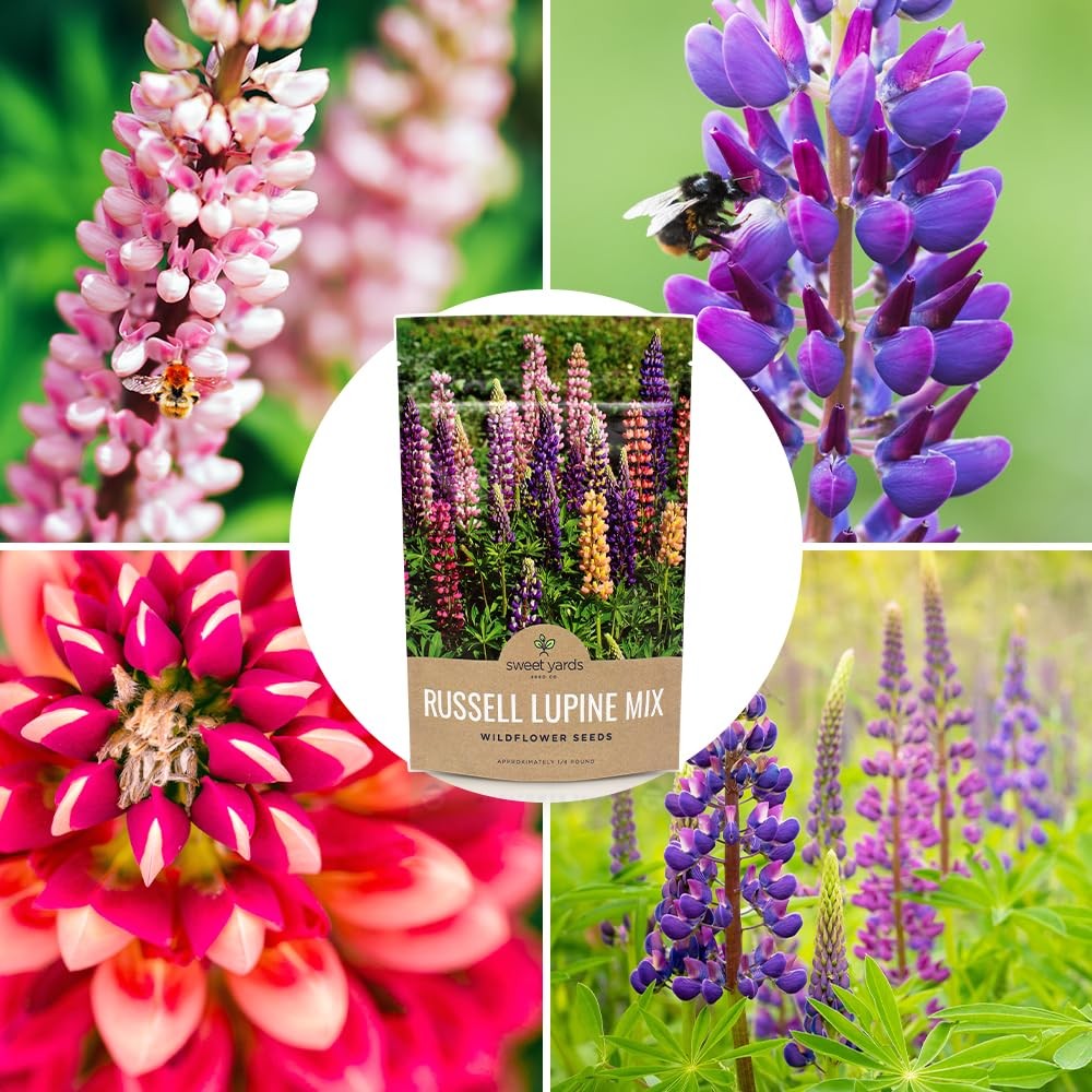 Russell Lupine Seeds – Bulk Quarter Pound Bag – Over 5,000 Open Pollinated No…
