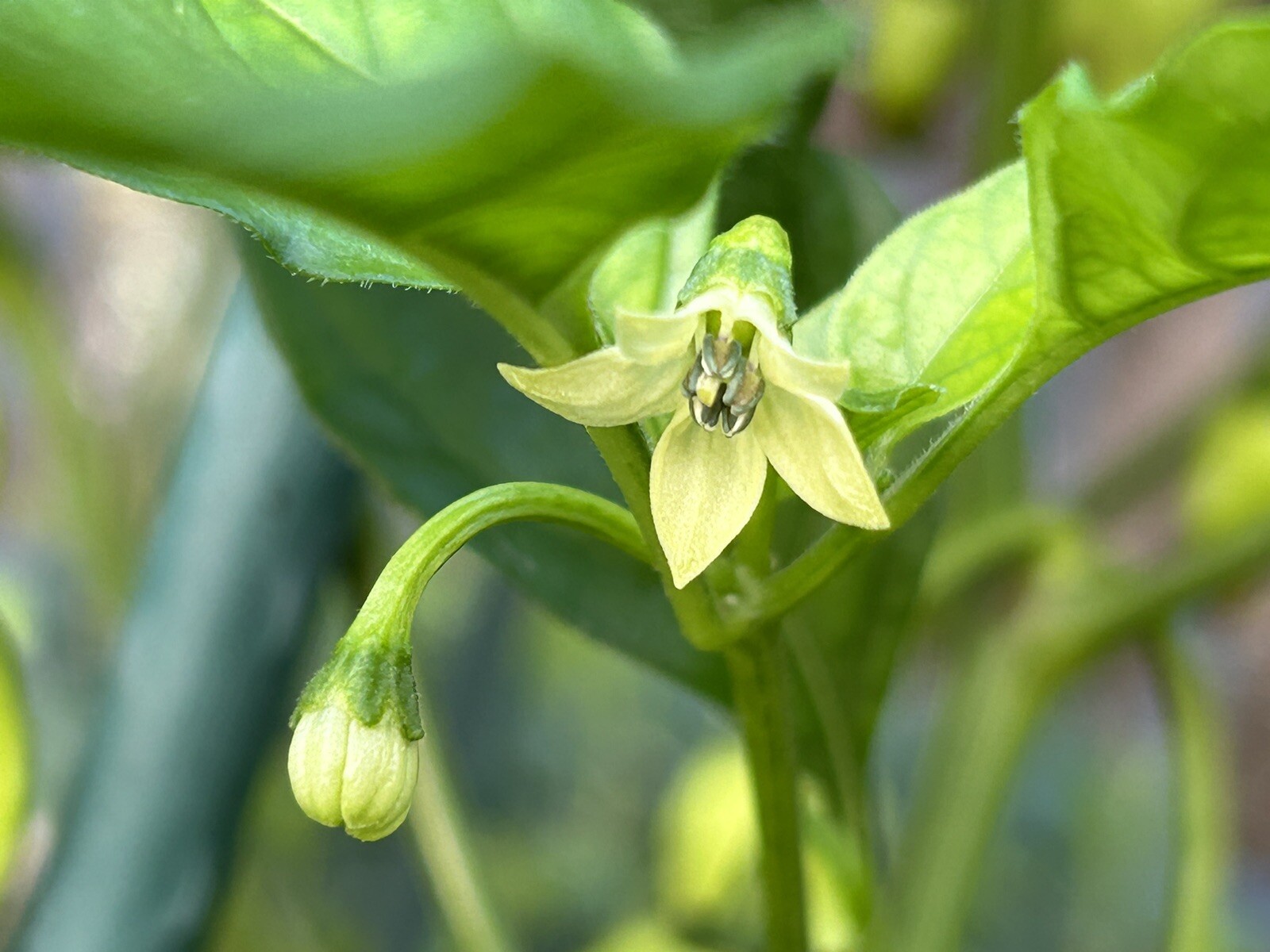 Super Hot Chocolate Ghost Chili Pepper, Bhut Jolokia – 15 Seeds 2024 – USA