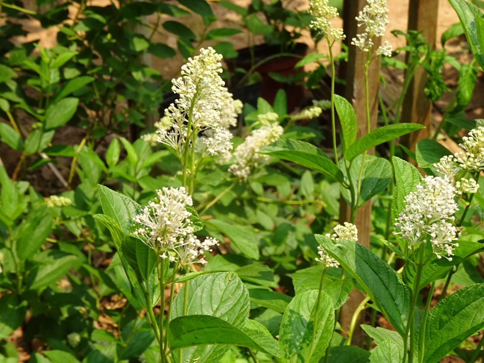 New Jersey Tea Ceanothus americanus Native perennial Bush 25 seeds