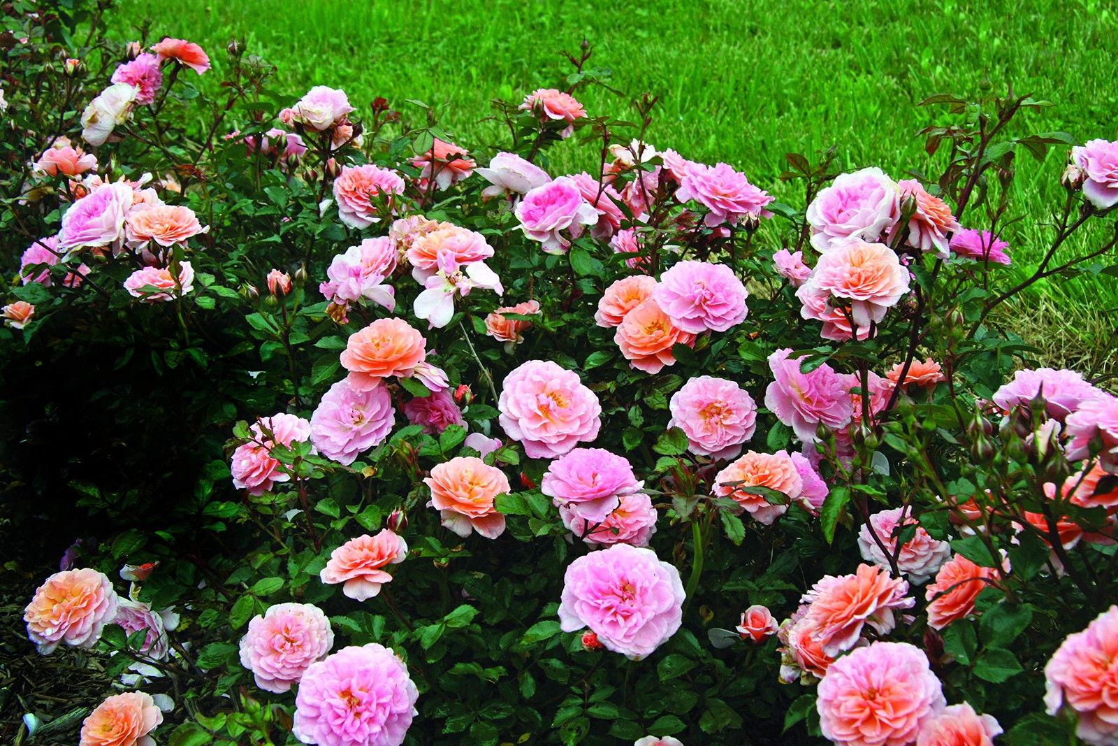 Apricot Drift Roses – Double Flowering, #2 Container Size, Perfect for Gardens