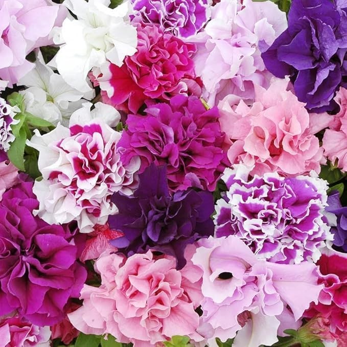 Double Petal Trumpet Flower Seeds, 299 Pieces, Climbing Vine for Summer-Fall Blo