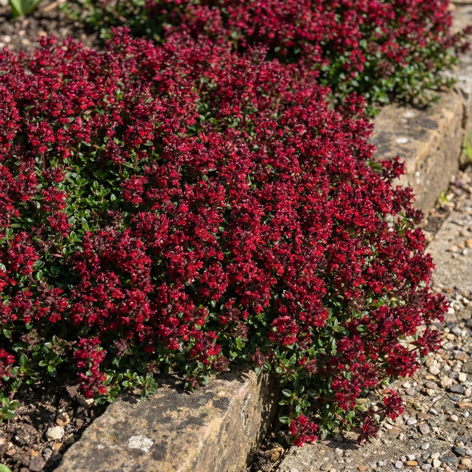 Creeping Thyme SCARLET Red Ground Cover 2-4″ Perennial Rock Gardens 1000 Seeds!