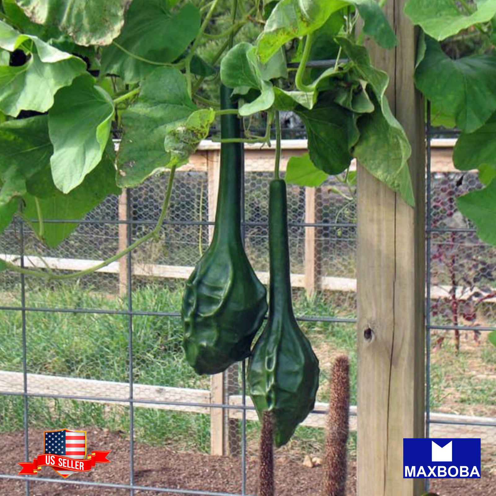 Gourd Seeds Caveman’s Club Non-GMO Heirloom Vegetable