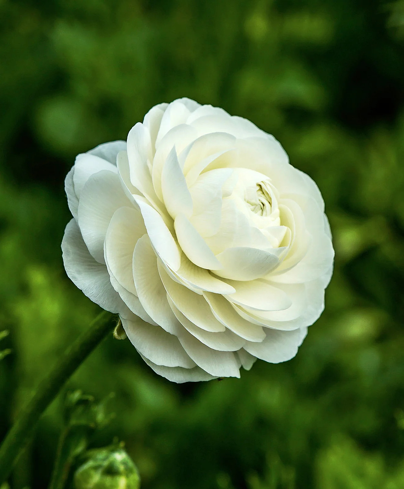 White Ranunculus – 10 bulbs