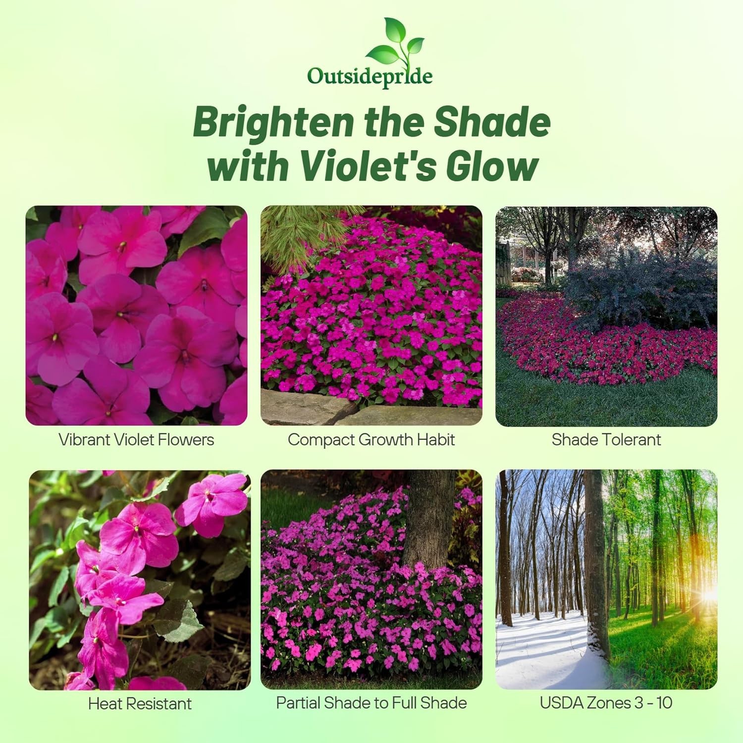 100 Seeds Impatiens Flower Seeds – Violet Impatiens