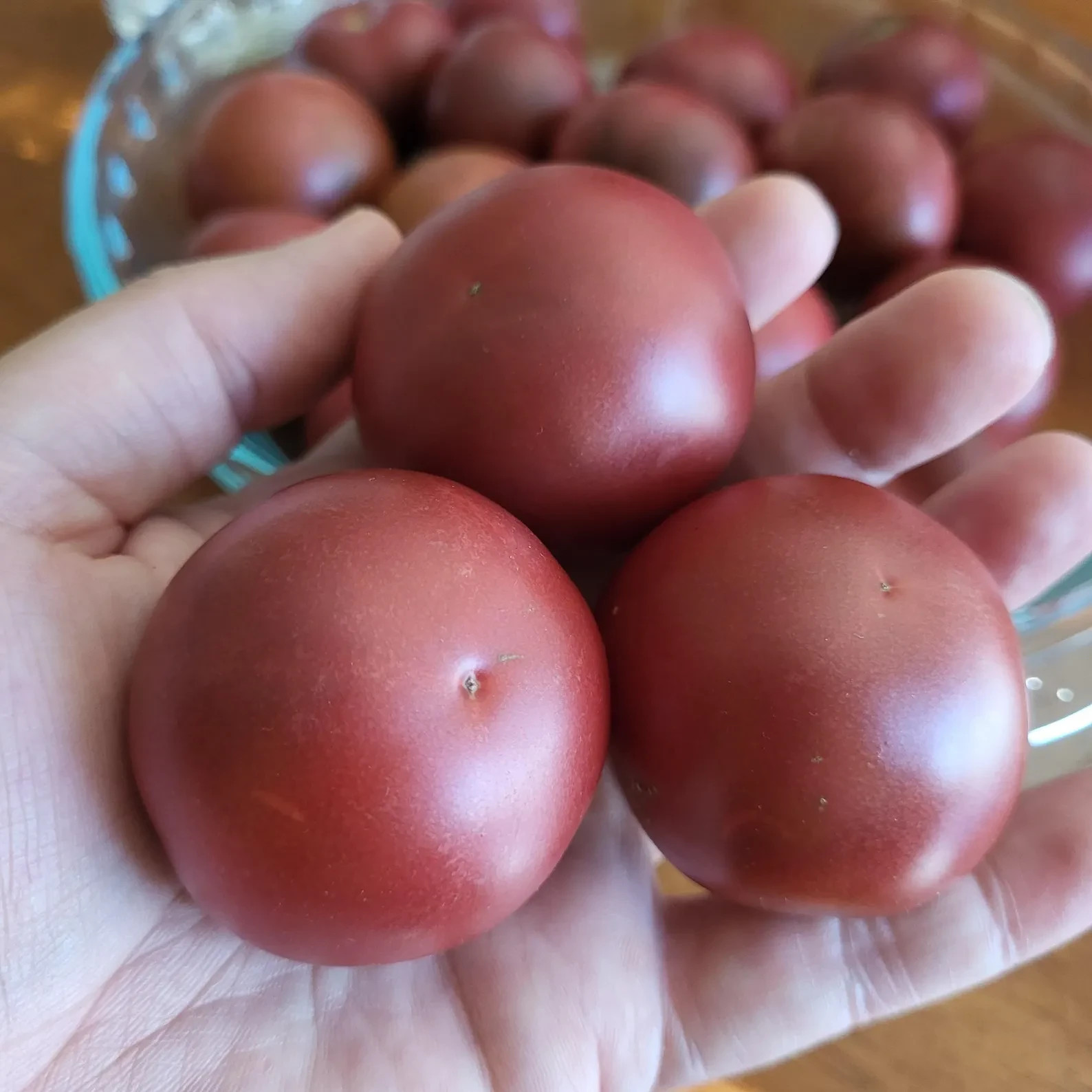 10 seeds Dwarf Velvet Night Tomato Purple cherry ORGANIC Rare Variety DTP