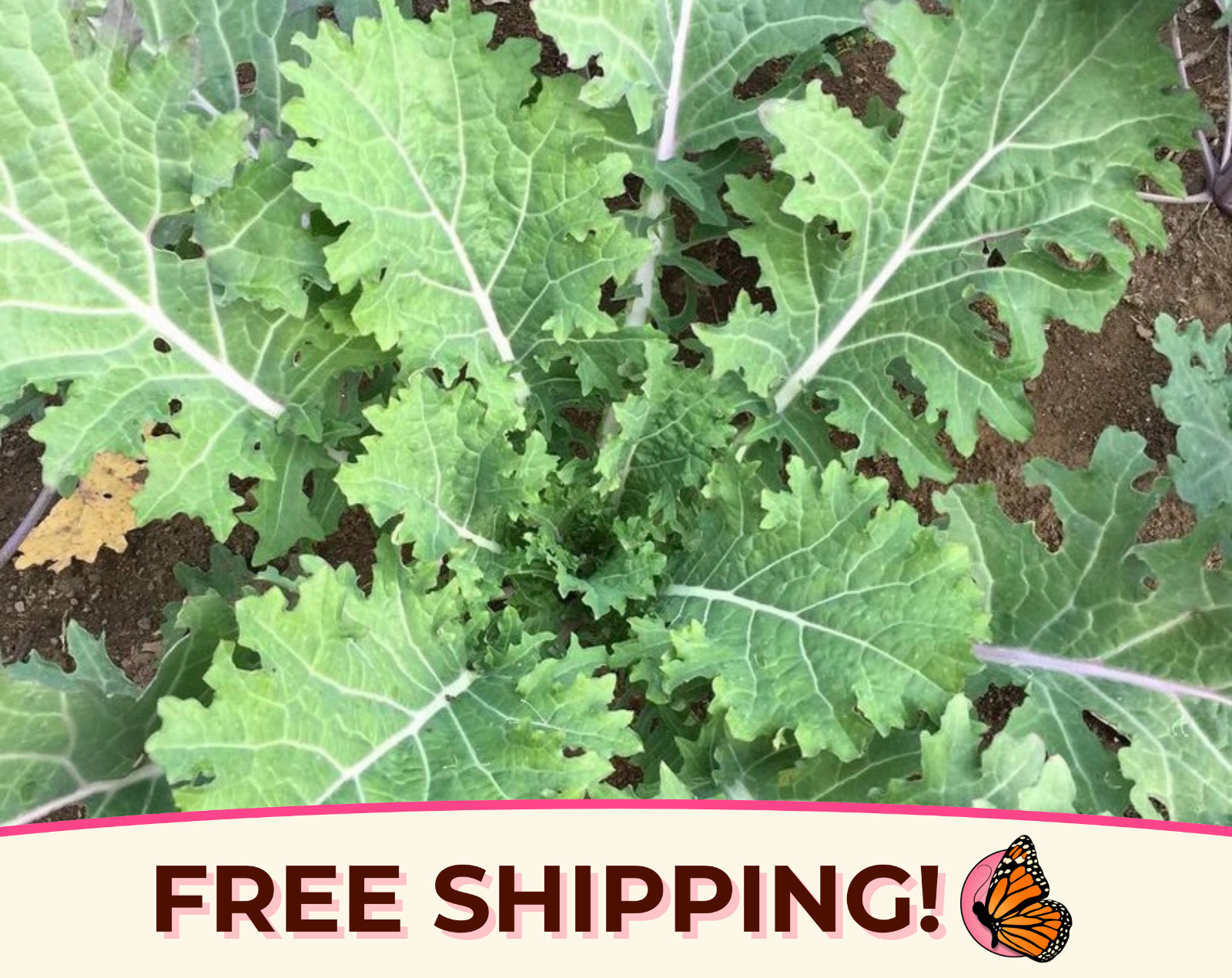 1,900+ Kale Seeds ‘Dwarf Siberian’ | Heirloom Vegetable Garden Seed Packet, USA