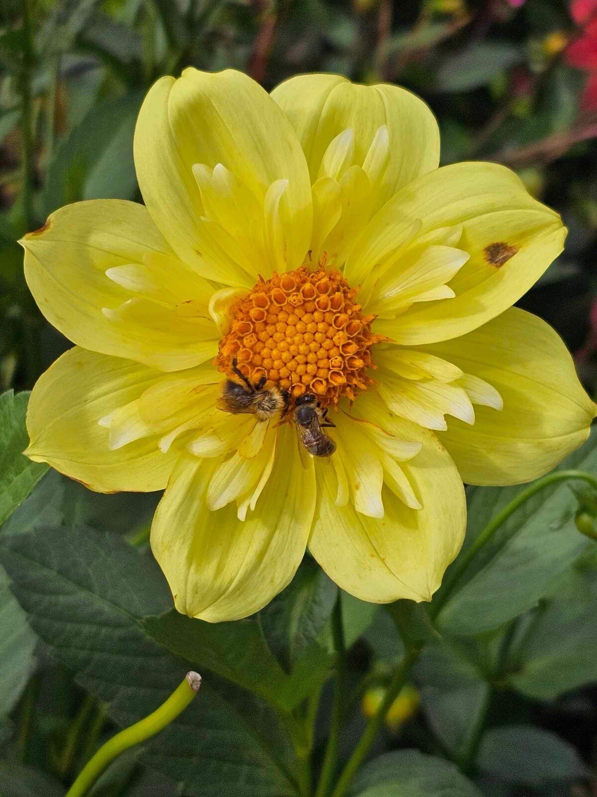 75+ DAHLIA SEEDS Open Pollinated XLNT Germination **Shipping US ONLY**