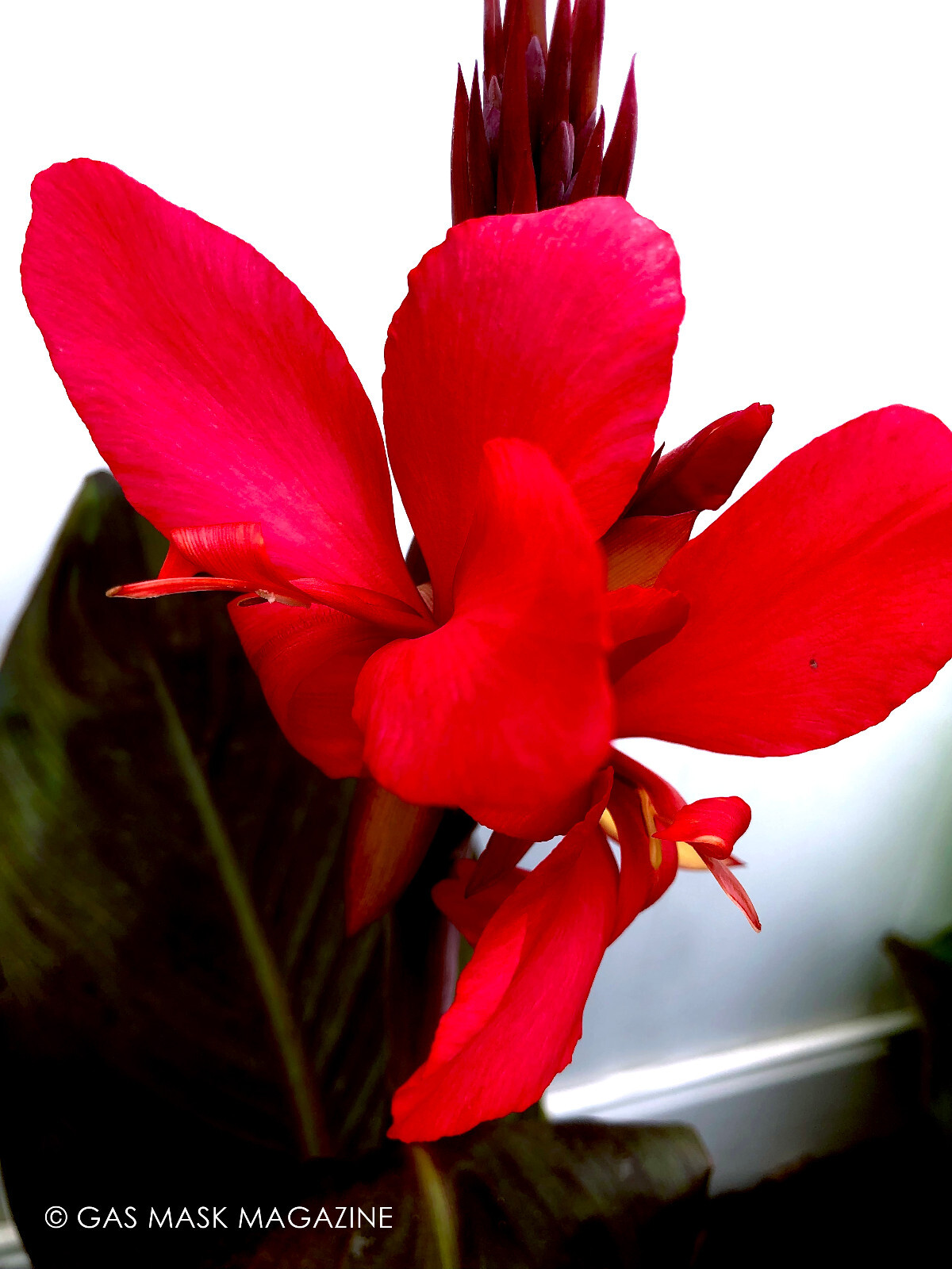Red Wine, Canna Lily Rhizome, Live Plant (Red Flower & Burgundy Leaves)