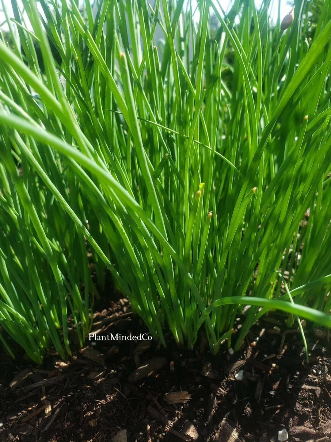 CHIVES | Culinary Herb | Allium schoenoprasum | Pretty & Taste! | 100+ SEEDS