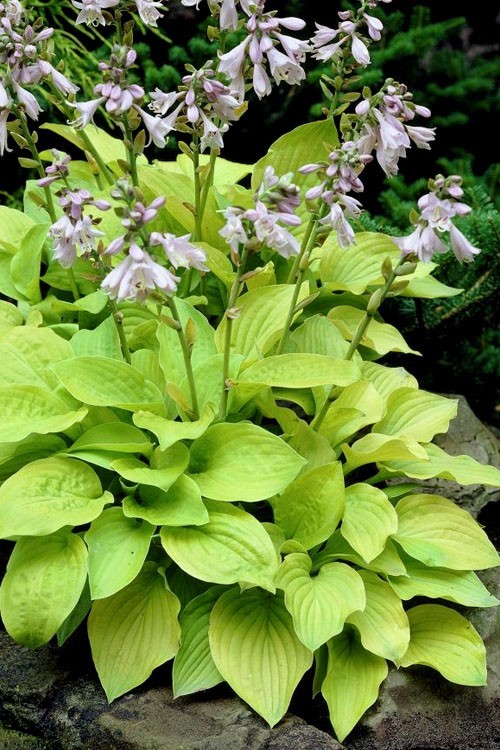 1 – AUGUST MOON HOSTA BareRoot Perennial Plant * USDA Hardiness Zone: 3-9