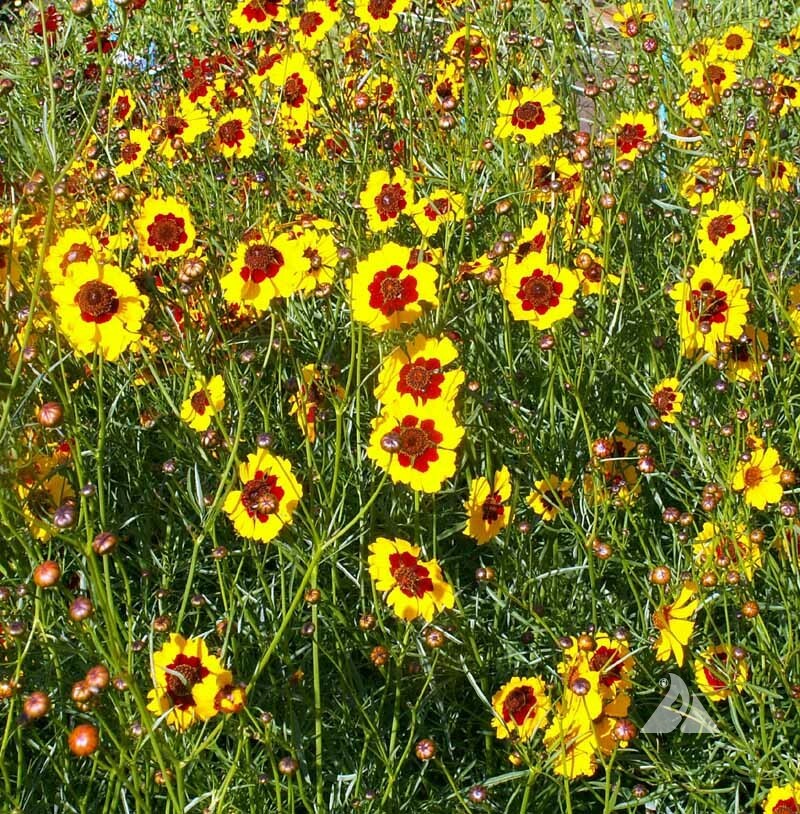 PLAINS COREOPSIS Calliopsis Native Wildflower Heirloom Full/Part-Sun 500 Seeds
