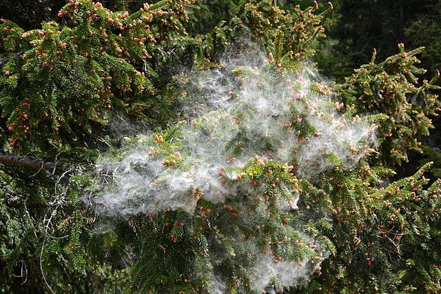 Picea abies | Norway Spruce | 30 Seeds
