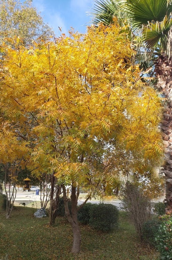 Ornamental Pistachio- 10 Seeds – good choice for lawn, shade or patio tree