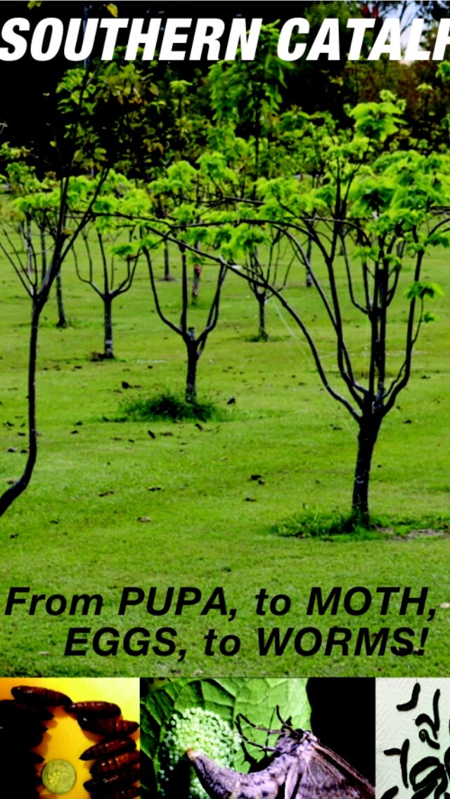 Catalpa, Southern Catalpa Tree Seeds, (For Raising Catalpa Worms) Catfish Candy