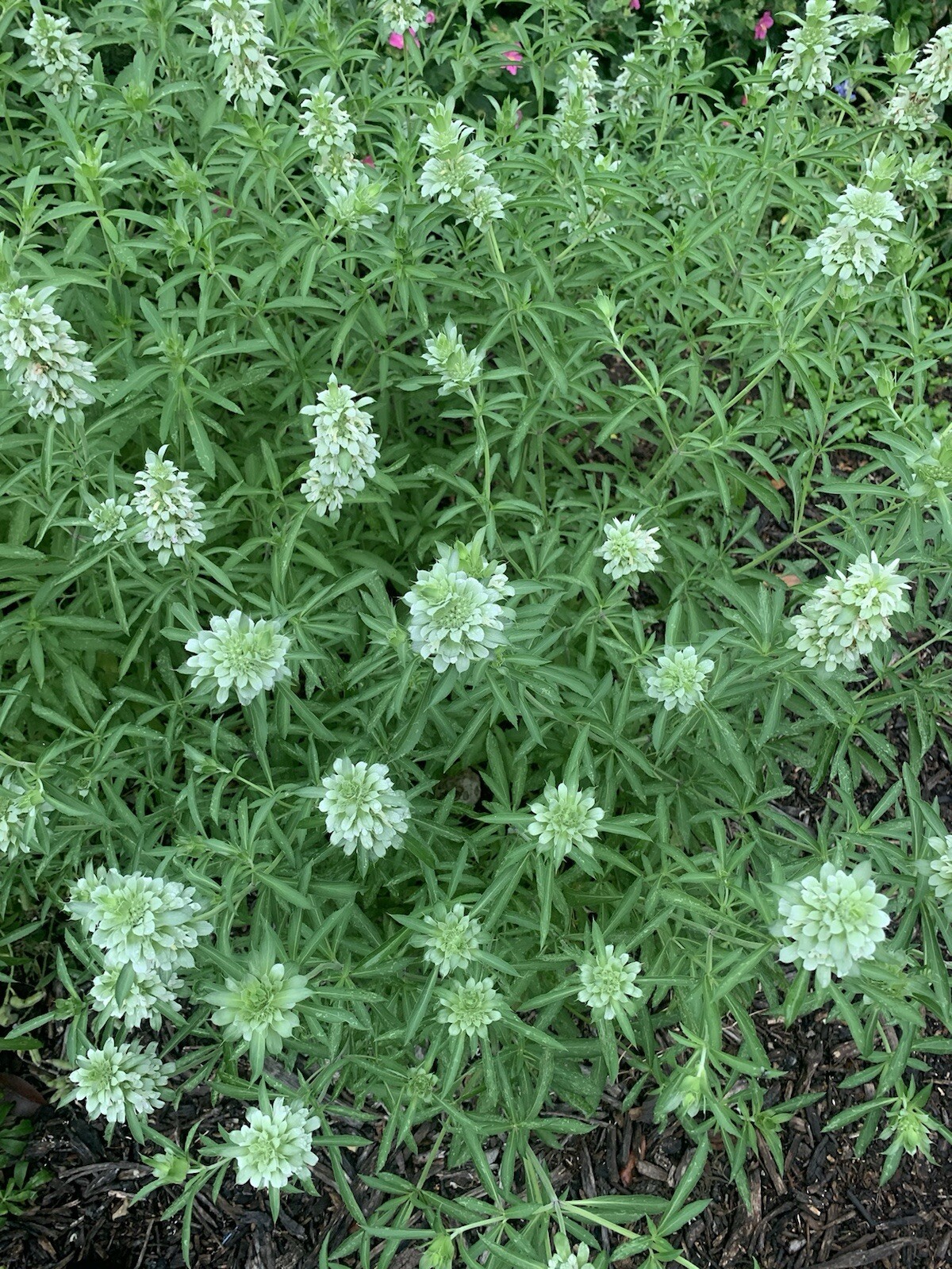 Lemon Beebalm Seeds. 100 plus seeds. Lemon Mint/Horsemint