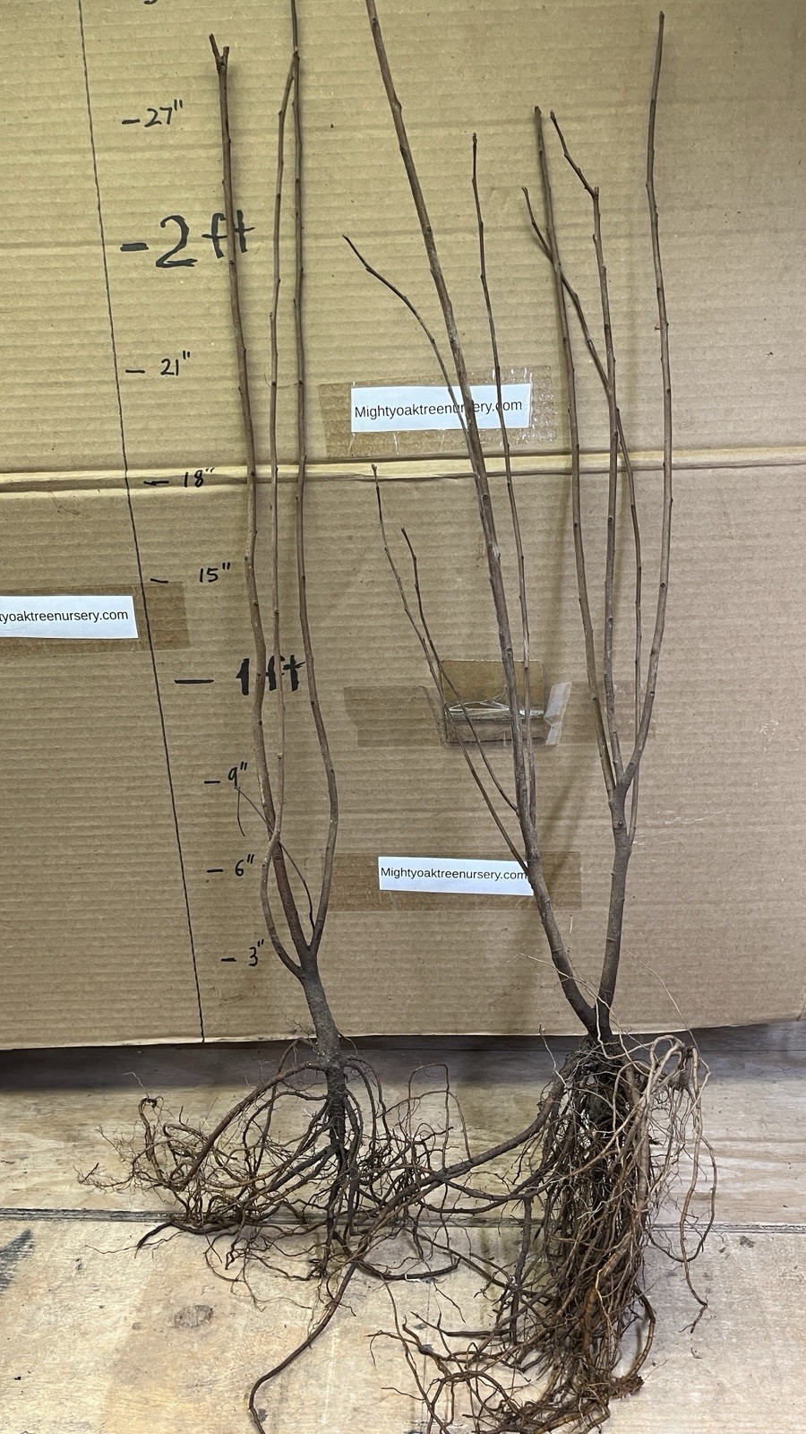 Fragrant sumac (Rhus aromatic) 1-2 year old plant, well rooted