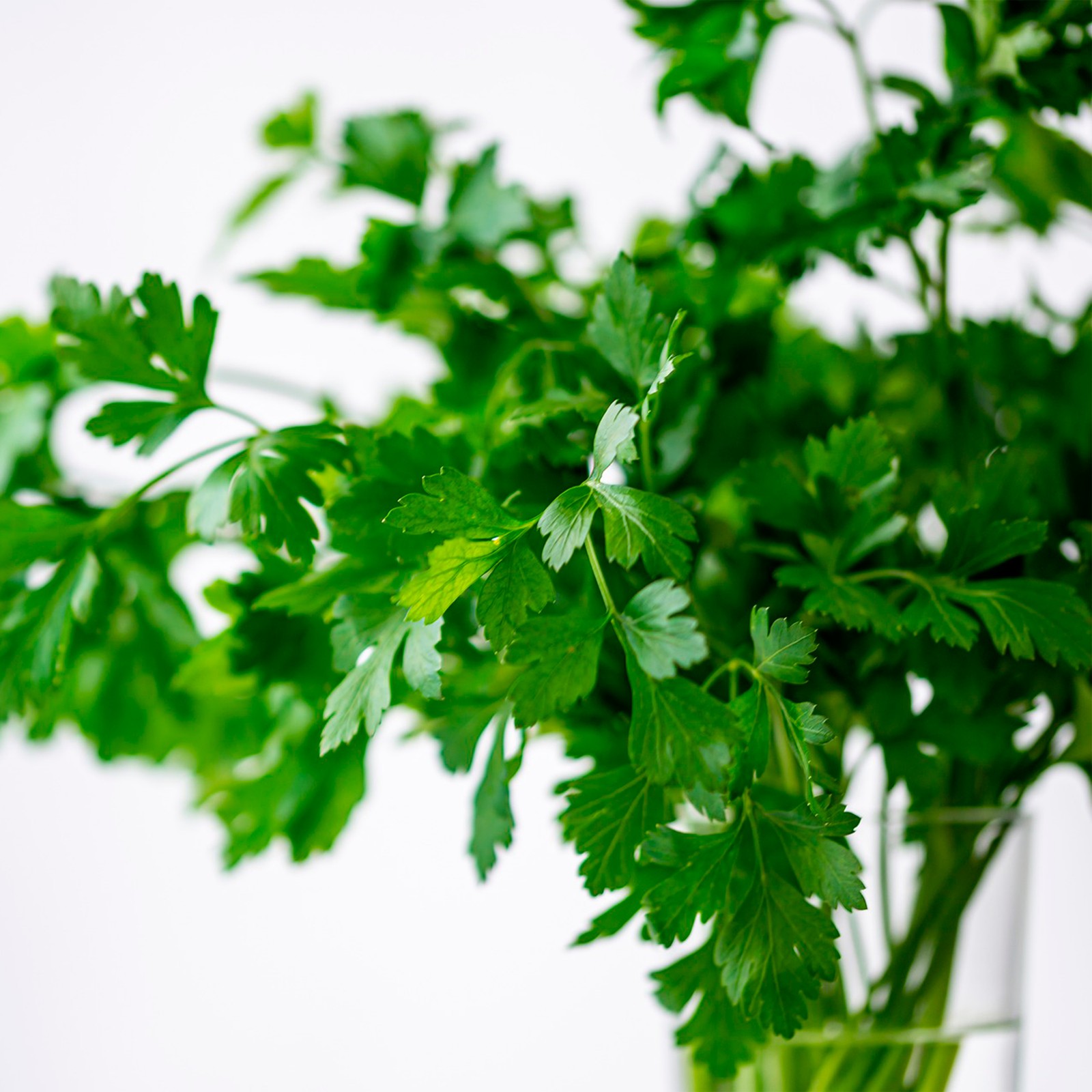 500 Cilantro Herb Seeds Leisure Splits Non-GMO Heirloom Garden BOGO 50% OFF