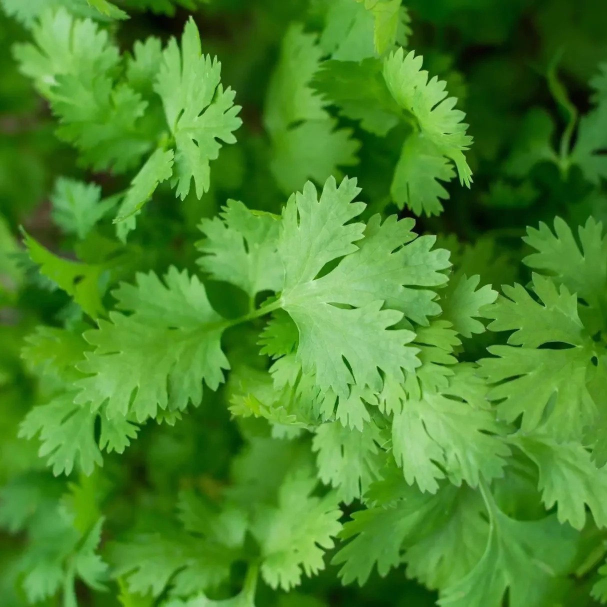 Cilantro ‘Leisure’ Slow-Bolt Seeds – Heirloom Non-GMO Coriander 100 Seeds