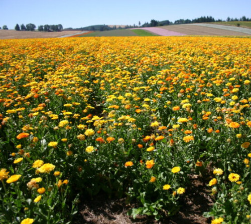 Calendula FANCY MIX Pot Marigold Edible Pollinator Flower Herb Garden 100 Seeds!