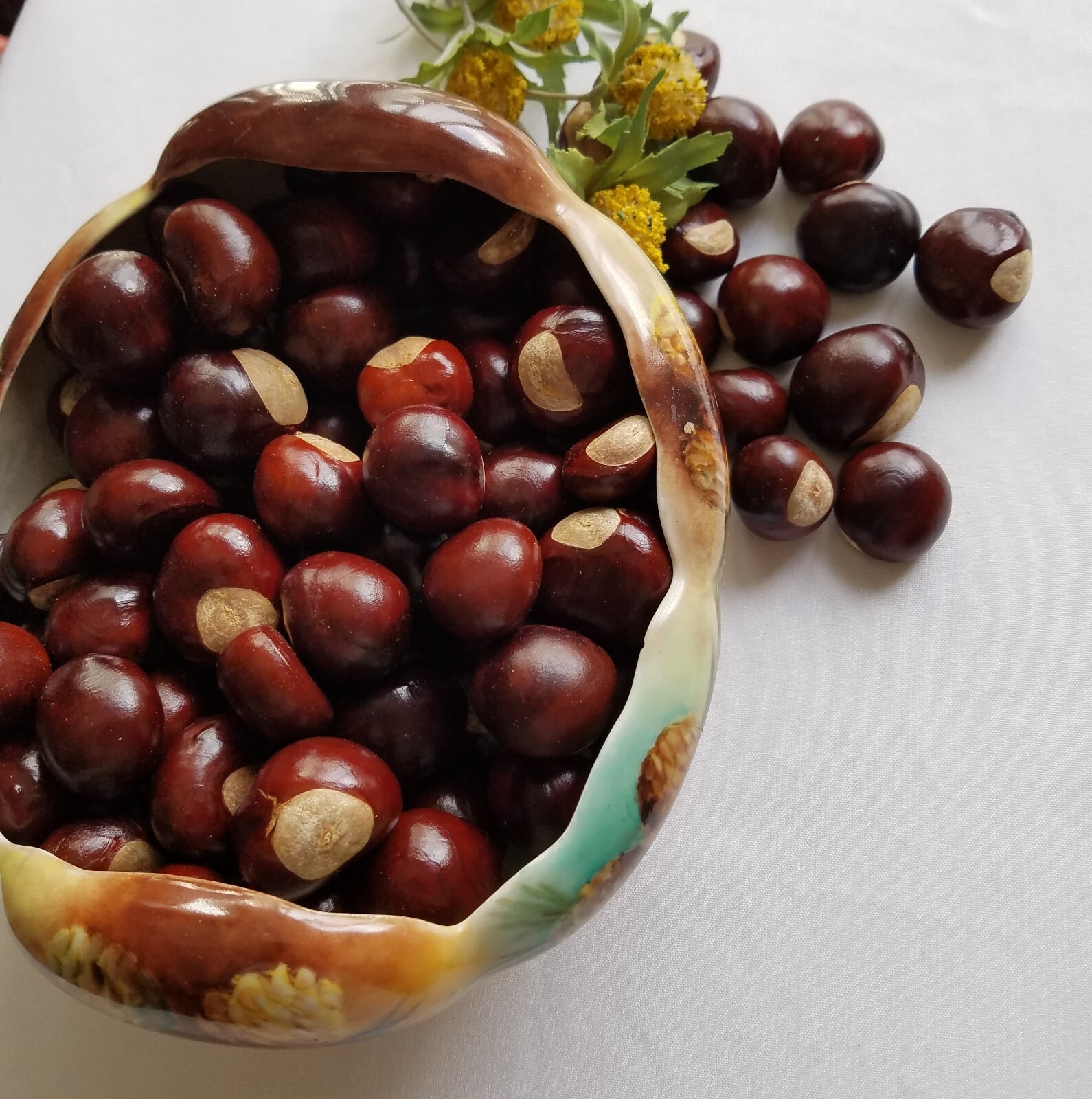 Ohio Buckeye Seed/ Fresh Buckeye Nuts/ Natural Buckeye Nut – 100 pcs