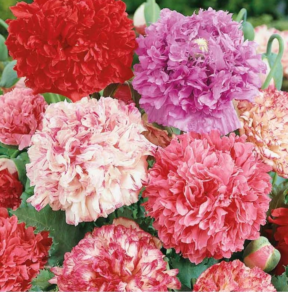 400+ Peony Poppy Double Mix Seeds **Fresh Seeds** ~~Free Shipping~~