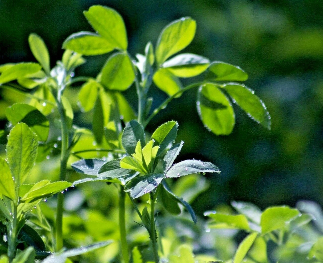 3000+ ALFALFA SEEDS — MICROGREENS — COVER CROP — HERB — HEIRLOOM —- FRESH