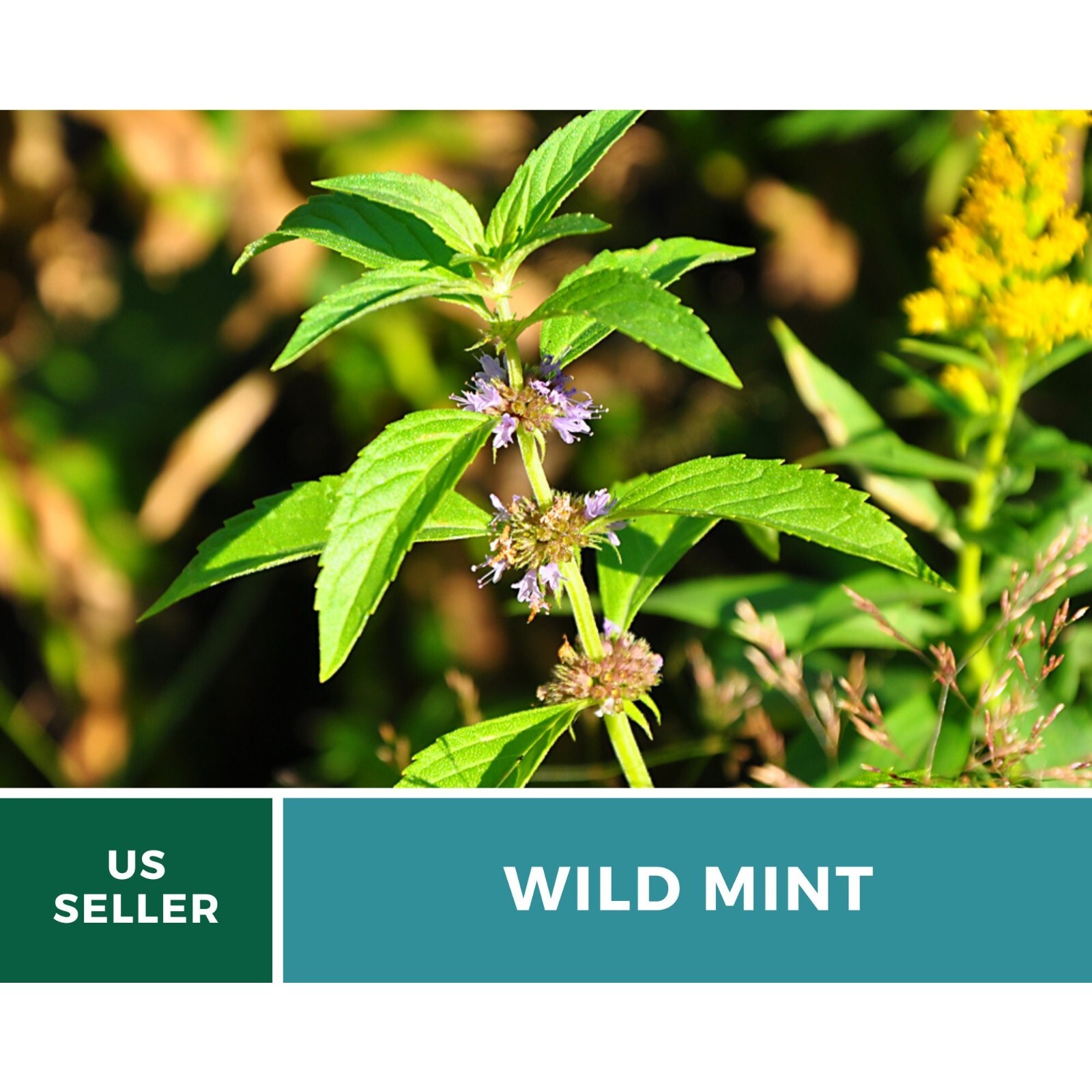 Mint, Wild (Corn Mint) seeds – Heirloom Herb (Mentha arvensis) – Aromatic and Re