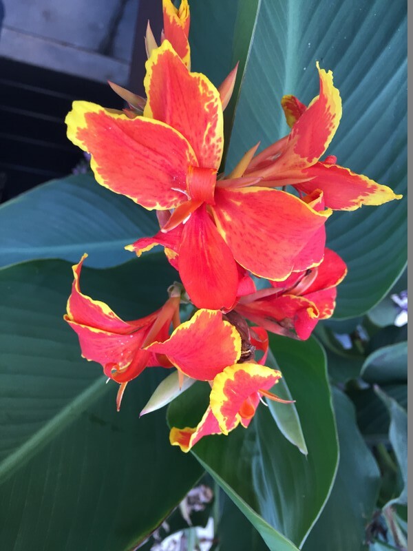 20 seeds of CANNA LILY – great color mixture, red with yellow, pink and yellow
