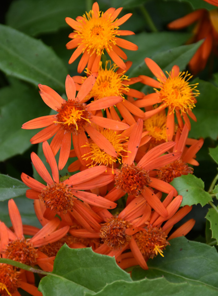 Set 2 Mexican Flame Vine Plant – 3-6″ Tall – Fast-Growing Tropical Climbing Vine