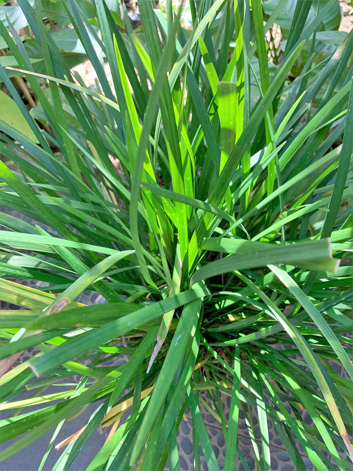 3000 QUICKDRAW ORCHARDGRASS Dactylis Glomerata Sun Shade Bunchgrass Seeds