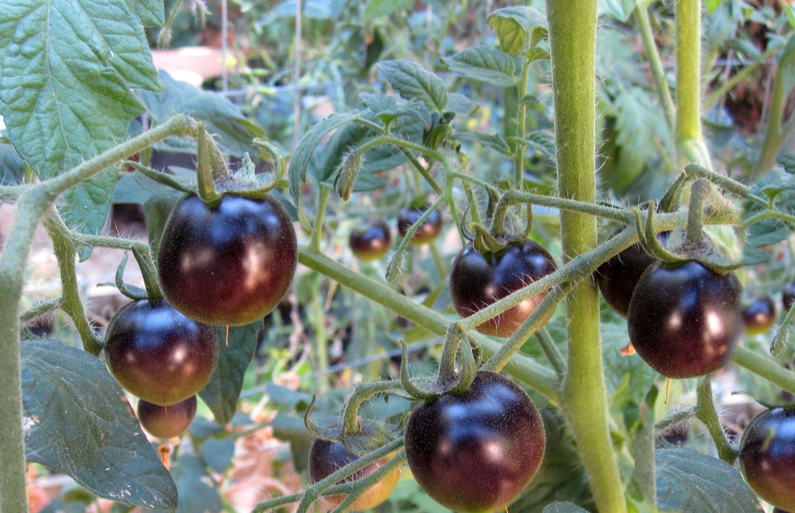 Black Cherry Tomato Seeds Non GMO Good for Sauce and Fresh Salsas Salads