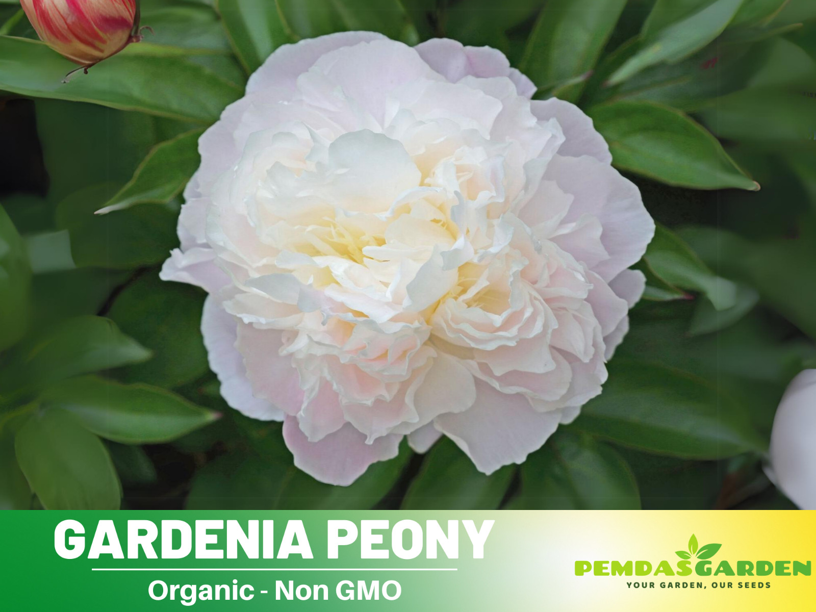 10+Seeds| Gardenia Peony Perennial Seeds #B045